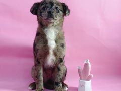 -1013 PET SHOP精品宠物商店(丁香店)