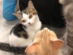 -楼上猫咖(罗湖店)