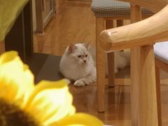 -绒爪撸猫下午茶·猫咖