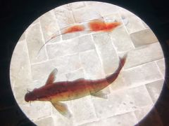 -鼎盛蜀坊·重庆江湖菜(市桥地铁站店)