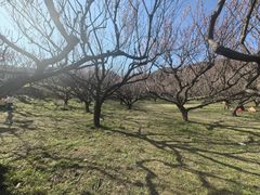 -苏州上方山国家森林公园