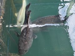 -蓝湾碧波·老字号·疍家非遗海上餐厅