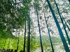 -三水森林公园
