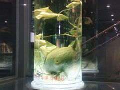 -广东中医药博物馆