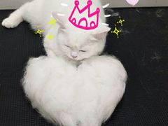 -宠小格时尚宠物生活馆(唐镇店)