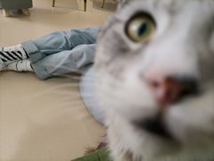 -猫在这儿猫咪咖啡馆·撸猫馆