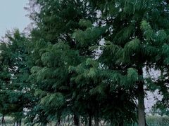 -漩门湾国家湿地公园