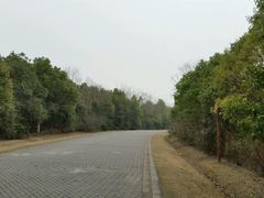 道路-上海海湾国家森林公园