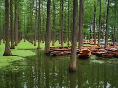 -渌洋湖湿地公园