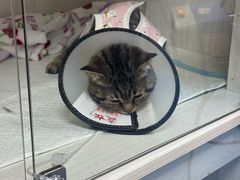 -博特宠物医院24h犬猫全科.骨科·异宠