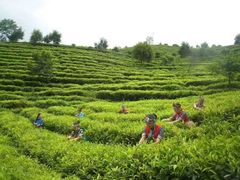 -张一元(世纪金源购物中心东区店)