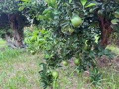 -武汉紫薇都市田园