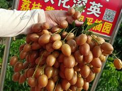 -从化深英荔枝黄皮龙眼采摘园
