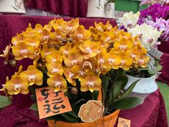-上海鲜花港