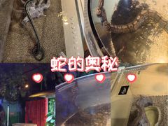 -萌宠奇缘(荣鼎店)