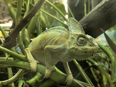 -上海大自然野生昆虫馆(东方明珠·爬宠昆虫探索中心)