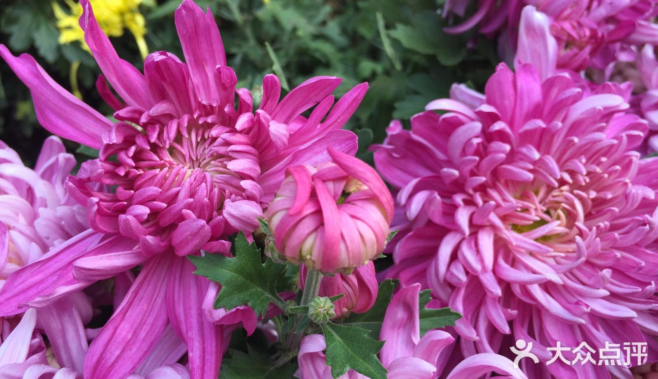 梅兰竹菊诗情画意——清风园（菊花盛开中）