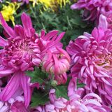 梅兰竹菊诗情画意——清风园（菊花盛开中）