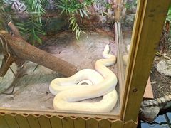 -上海大自然野生昆虫馆(东方明珠·爬宠昆虫探索中心)