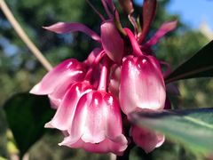 -梧桐山风景名胜区