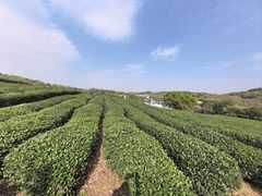 -中国茶叶博物馆(双峰馆区)