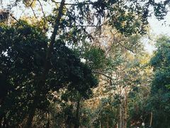 -梧桐山风景名胜区