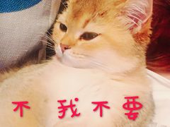 -猫大福·Fortune Cat猫舍(百子湾店)