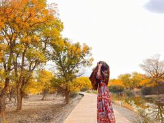 -金塔沙漠胡杨林景区