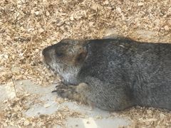 -怪兽屋·羊驼·猫咖·狗咖(俊华广场店)