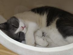 -李小姐の猫咖啡馆(五角场店)