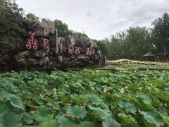 -微山湖红荷湿地景区
