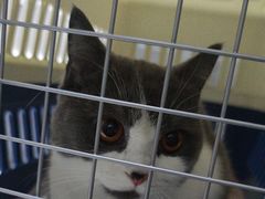 -美联众合宠物医院·爱萌分院·内外科·猫科中心
