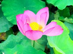 -陈家山荷花公园