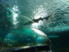 游乐设施-瑞普利水族馆
