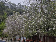 -广州白江湖森林公园