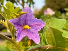 -莲花山公园