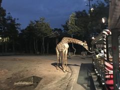 -清迈夜间动物园