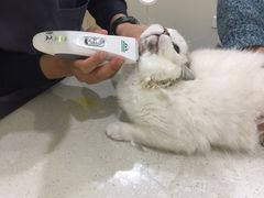 -佩兹宠物医院肿瘤专科·眼科·牙科(黄浦店)