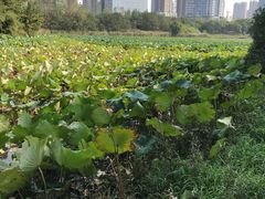 -艾溪湖湿地公园