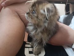 -楼上猫咖(罗湖店)