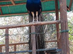 android_upload_pic-西安秦岭野生动物园