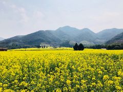 -新建村梅花