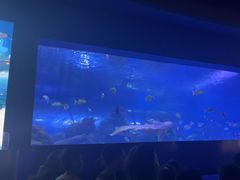 -重庆欢乐海底世界