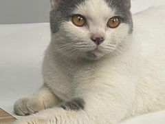-安安宠医宠物医院·异宠·犬猫内科(岳阳分院)