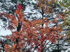 -龙苍沟森林公园