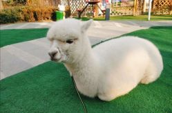 -萌宠亲子动物乐园(槐房万达店)