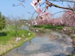 -花开海上生态园