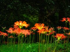 -杭州植物园