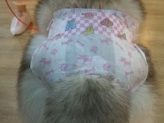 -Husky Go! 哈士奇体验馆·宠物咖啡厅狗咖