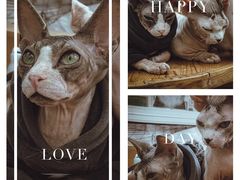 -猫小院猫主题咖啡厅(北锣店)